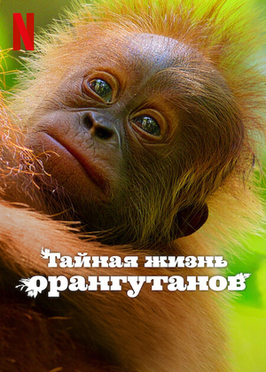 Тайная жизнь орангутанов